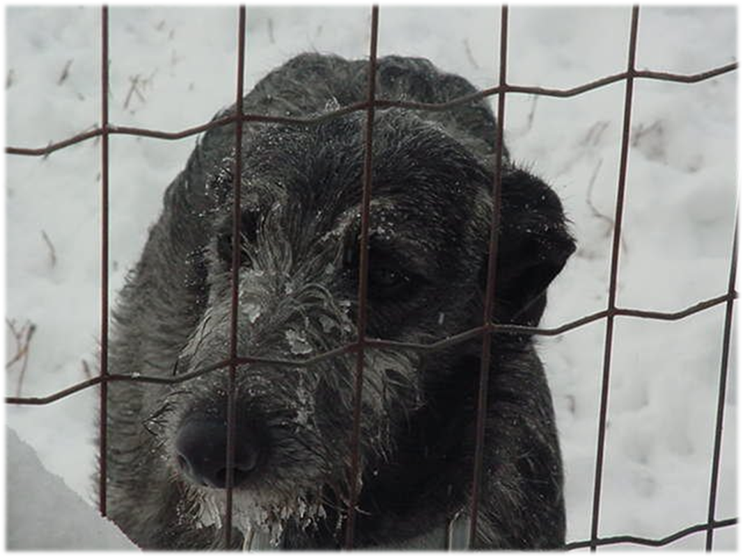 A dog behind a fence

Description automatically generated