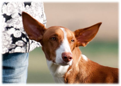 A brown and white dog with large ears

Description automatically generated