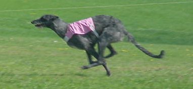 Deerhound, Scottish