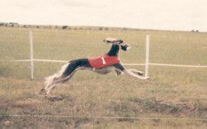 George "THE" Saluki