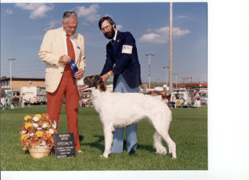 Borzoi Female