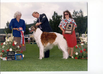 Borzoi Male