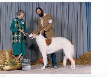 Borzoi Female