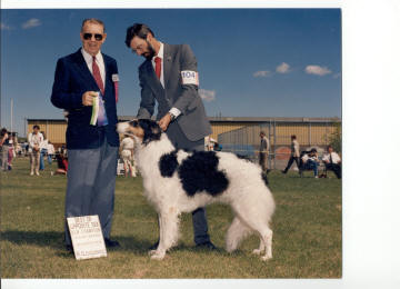 Borzoi Female