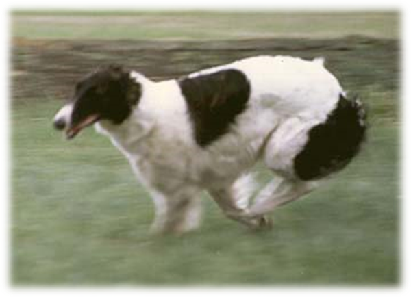 A dog running on grass

Description automatically generated